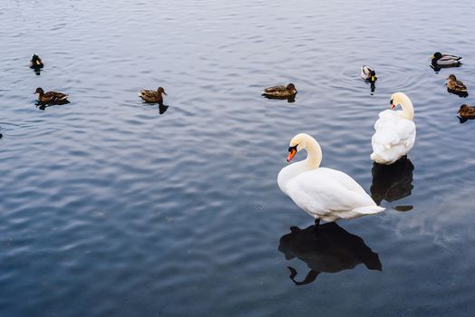 Two Swans and Ducks on Pond