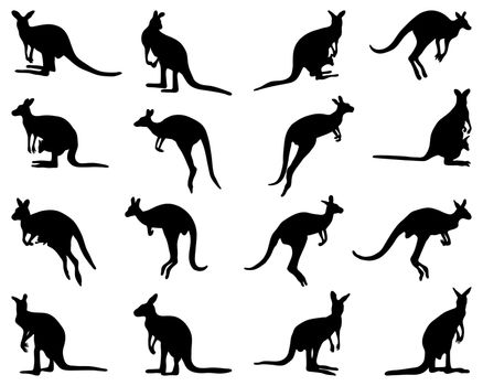 silhouettes of kangaroo
