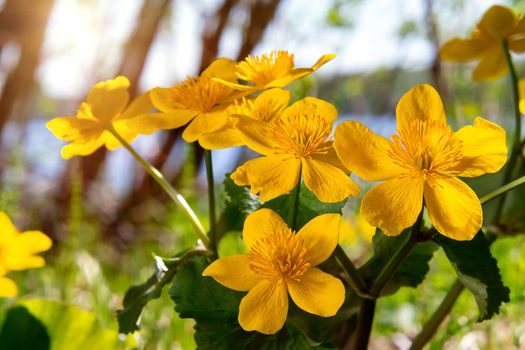 Yellow spring flowers Caltha palustris known as marigold marsh on the shore of the lake in may day closeup