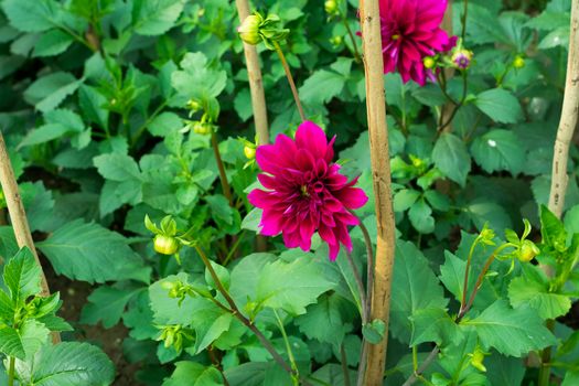 Dahlia 'Bishop of Llandaff' is a tuberous tender perennial cultivar with dark colored foliage produces a stunning contrast with its scarlet. Its sun loving plant Blooms in early spring to late summer.