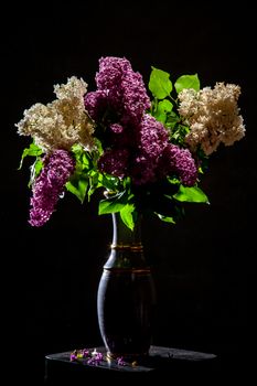 Lilac in vase on the black background