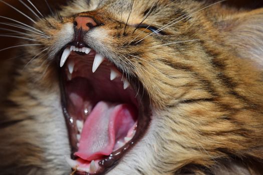 Close up portrait of domestic cat yawning