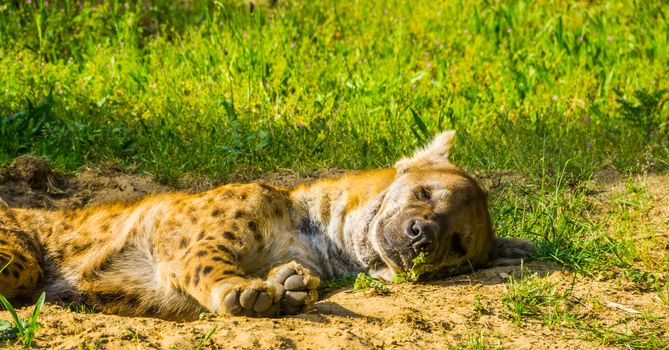 closeup portrait of a spotted hyena sleeping on the ground, wild dog from the desert of Africa