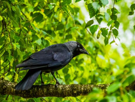 closeup portrait of a black crow sitting on a tree branch in a tree, Nature background, common cosmopolitan bird species