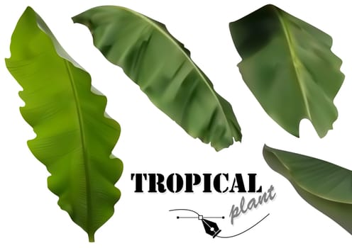 Tropical Banana Palm Leaves Set - Photorealistic and Detailed Plant Illustrations Isolated on White Background, Vector Graphic