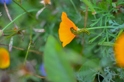 Orange eschscholzia on the meadow closeup with blured background and caterpillar