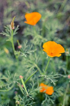 Orange eschscholzia on the meadow closeup with blured background