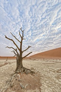 Dead trees in Deadvlei, Namib-Naukluft National Park, Namibia
