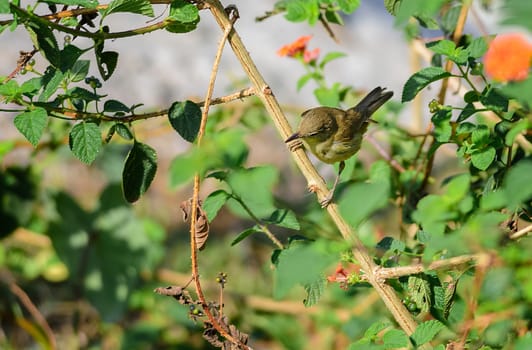 Small bird, Blyth's Reed Warbler, Acrocephalus dumetorum, perche