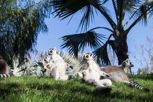 Family of lemurs sunbathing on the grass. The ring tailed lemur, Lemur catta, is a large strepsirrhine primate and the most recognized lemur due to its long, black and white ringed tail