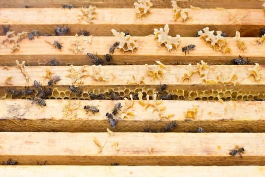 bees on honey frame. Breeding bees. Beekeeping.