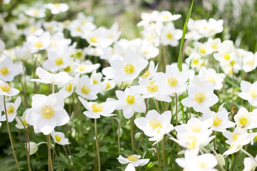 glade of white flowers. Spring flowers . Field perennial white f