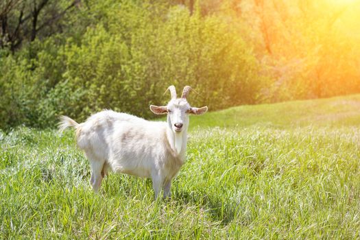White goat on a green meadow. Walking agriculture. Pets