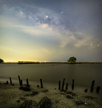 The Milky Way above a single tree and the bamboo landscape preve
