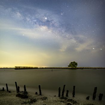The Milky Way above a single tree and the bamboo landscape preve