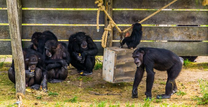 group of western chimpanzees together, Critically endangered animal specie from Africa