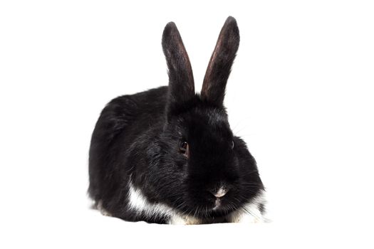 Big fluffy black bunny isolated on white background. Easter Bunn