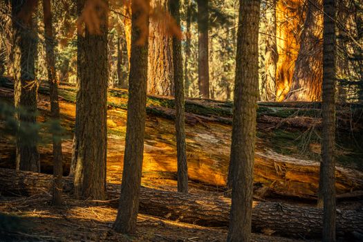 Fallen Sequoia Between Trees