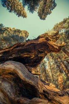Giant Sequoia Ancient Forest