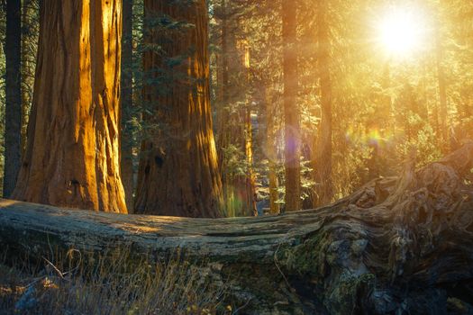 Scenic Sequoia Forest