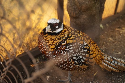 Pheasant in the cage