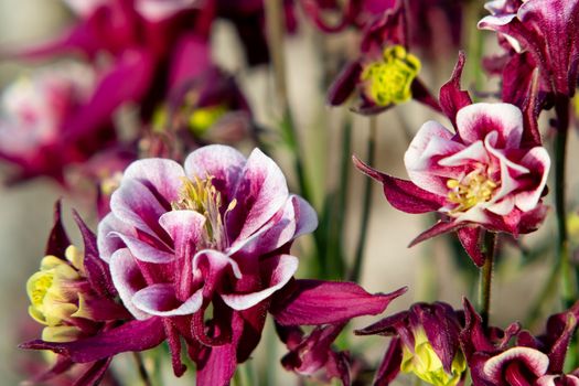 Burgundy flowers terry aquilegia Winky on a bed in the summer garden close-up