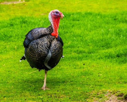 Wild turkey standing on one leg in the grass, popular bird specie from Mexico and Europe, christmas and thanksgiving animal