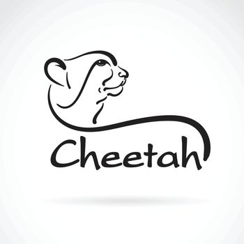 Vector of freehand cheetah head painting on white background. Wi