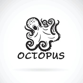 Vector of freehand octopus painting on white background. Sea ani