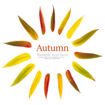 autumn leaves on white background, sample text