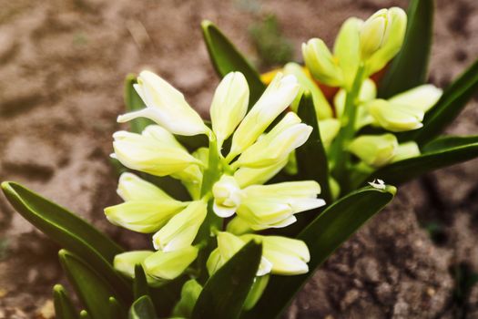 Light yellow hyacinth flower or hyacinthus in spring garden close up. Flowering pastel fragrant hyacinths.