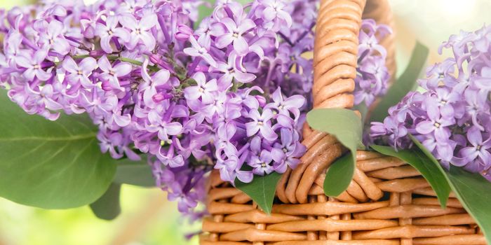 Basket with a bouquet of lilac flowers in the summerhouse in the garden close up