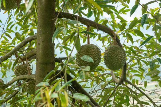 Blackthorn durian tree.
