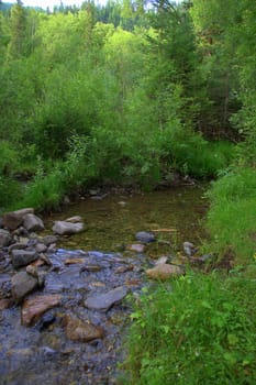 A small mountain stream flowing through the forest. Altai, Siberia, Russia. Landscape.