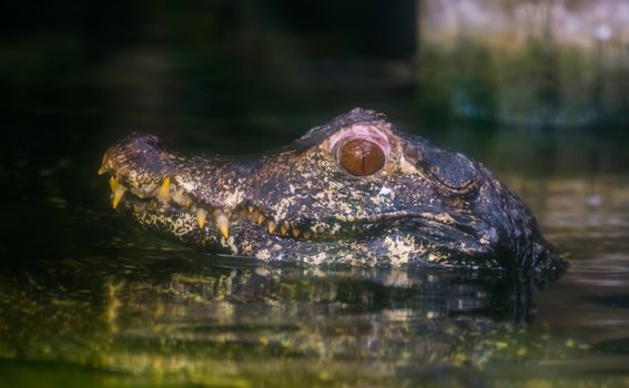 beautiful closeup of the head of a dwarf caiman crocodile above the water, tropical reptile from the rivers of America