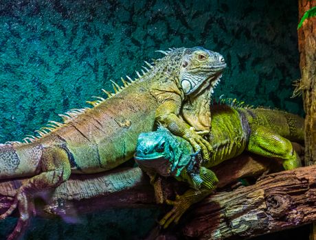 dominant lizard behaviors, green iguana on top of another iguana, popular tropical pet, exotic lizard specie from America
