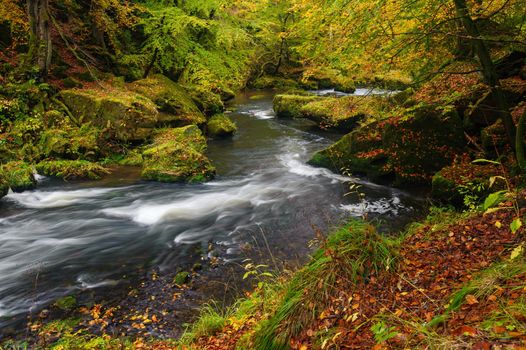 A beautifully river flowing autumn forest