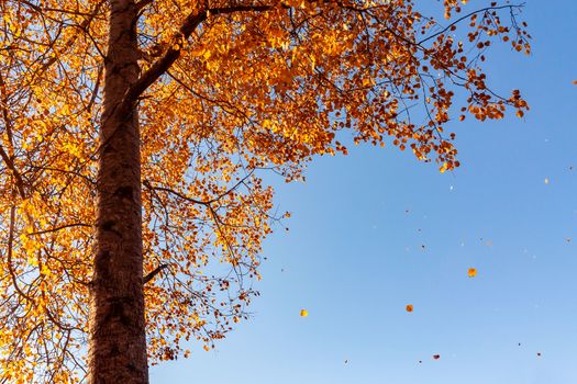 Beautiful autumn landscape - the wind breaks the yellowing foliage of aspen