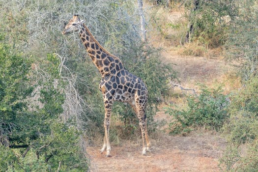Landscape with giraffe in the Mpumalanga Province
