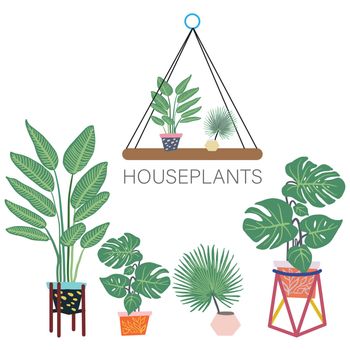 Tropical plants in pots. Houseplants decor. Tropical leaves on background.