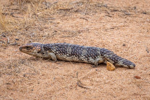 Shingleback Sleepy Lizard in John Forest National Park Western Australia