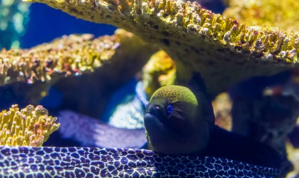 mediterranean moray eel in closeup, popular aquarium pet, tropical fish specie