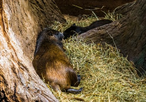 closeup of a cuban hutia laying in the hay, large tropical rodent specie from Cuba