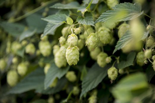 flowers and leaves of common hop plant
