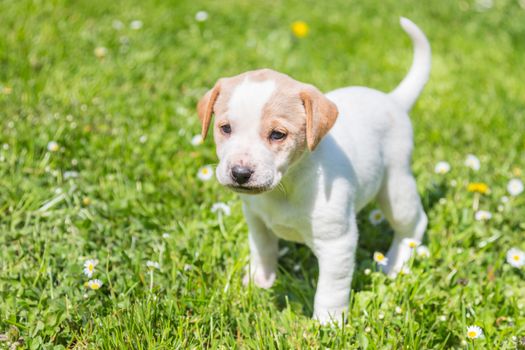 Cute small puppy dog standing in the grass.