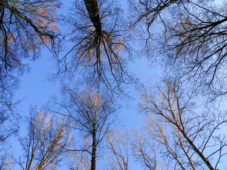 View from below upwards in the trees in a spring forest