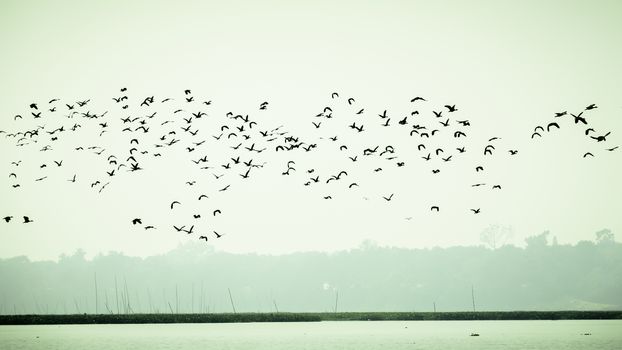 Flock Of Cormorant Shag Birds Flying Over Lake In Winter. Migratory waterfowl fly on their way back to their nesting places, the day about to end in Evening. Rudrasagar Lake Neermahal Agartala Tripura