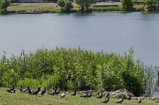 Group Pigeons, dove or Columba livia with variegated feathers fly from meadow over the  lake, district Drujba