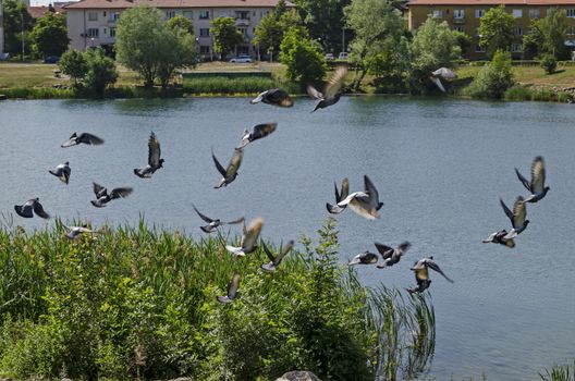 Group Pigeons, dove or Columba livia with variegated feathers fly over the  lake, district Drujba