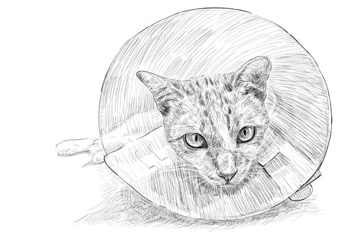 Drawing of a cat wearing a Elizabethan collar 